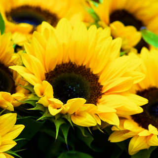 Yellow sunflowers